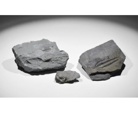 Devonian Period, 417-354 million years BP. A group of three trilobites comprising a Devonian specimen of Greenops boothi acco