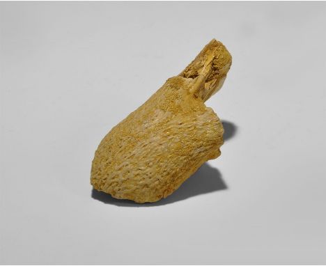 Cretaceous Period, 145-65 million years BP. An upper jaw section from a juvenile crocodile Trematochampsa taqueti, from the K