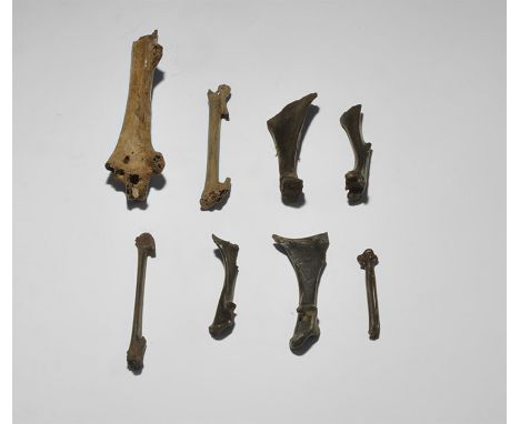 Pleistocene Period, 2.8 million-11,700 years BP. A mixed group of eight fossil bird leg bones from the Pleistocene of the St.