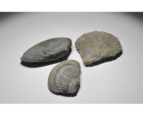 Carboniferous Period, 358-298 million years BP. A group of three fossil bivalves including: one of Cardina sp. accompanied by