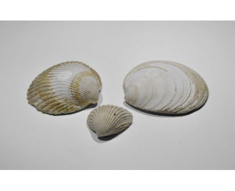 Pleistocene Period, 90000-25000 years BP. A group of three fossil bivalves, two from the Pleistocene Red Crag Formation consi