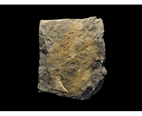 Carboniferous Period, 350 million years BP. A shale slab with the fossil imprints of several Carboniferous period ferns. 6.82