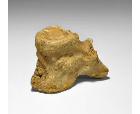 Eocene Period, 59-56 million years BP. A fossil crocodile vertebra with part of the process still attached, enamel and ligame