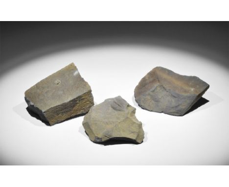 Ordovician Period, 485-443 million years BP. A group of three British fossil trilobites on shale, exhibiting various combinat