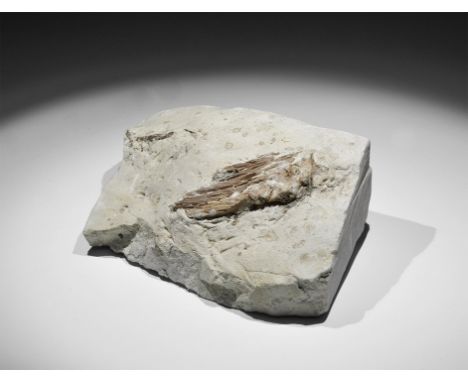 Jurassic Period, 199-145 million years BP. A segment of fossil spines in a calcareous claystone matrix, from a spiny-finned f