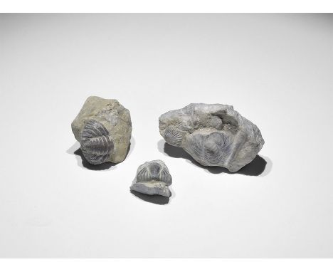 Silurian Period, 400 million years BP. A group of three Calymene blumenbachi. trilobite tails preserved in shale, with Gregor