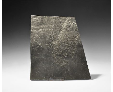Carboniferous Period, 350 million years BP. A large fossil cycad cone unusually preserved in slate; the metamorphism of the o