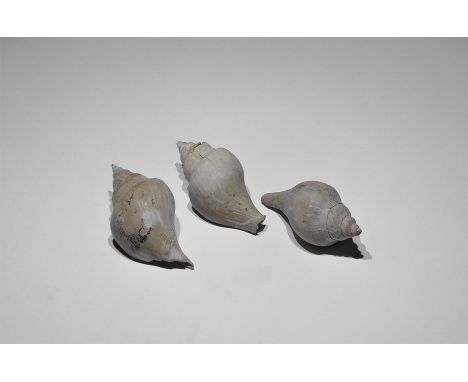 Eocene Period, 60 million years BP. A group of three fossil gastropods Sycostoma sp, with old Gregory, Bottley and Lloyd labe