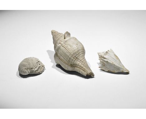 Eocene Period, 50 million years BP. A group of three fossil molluscs from the Eocene Barton Clay, including the bivalve Chama