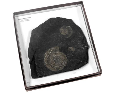 A Holzmadener fossil dactylioceras, boxed. 