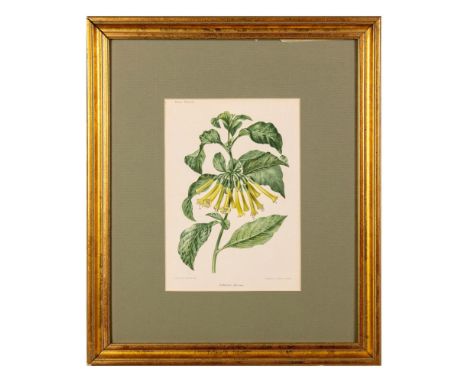 Original chromolithograph on paper by French painter and botanical artist Louise-Cecile Descamps-Sabouret who contributed ill