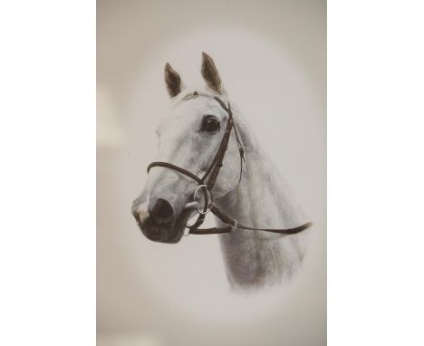 Framed signed limited edition print of Desert Orchid by A. J Gadd 594/850  This lot is not available for in-house P&amp;P. 