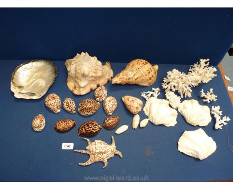 A quantity of shells including a large conch, oyster shell, coral cowries, clam shells, etc.