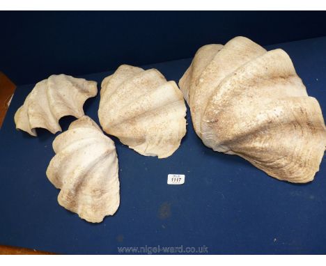 Four Clam Shells