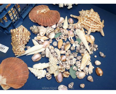 A quantity of sea shells and coral including cowries, snail shells, coral, conch etc.