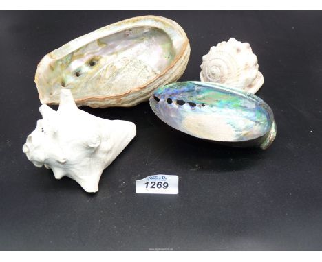 A box of attractive old shells.