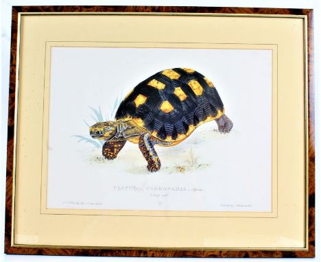 Two prints depicting tortoises titled "Testudo Carbonaria" and "Testudo Radiata", print depicting a cockerel, horse racing pr