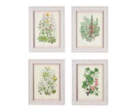 A SET OF EIGHT BOTANICAL PRINTS, From The Flowering Plants of Great Britain by Anne Pratt, London, 1899, to include depiction