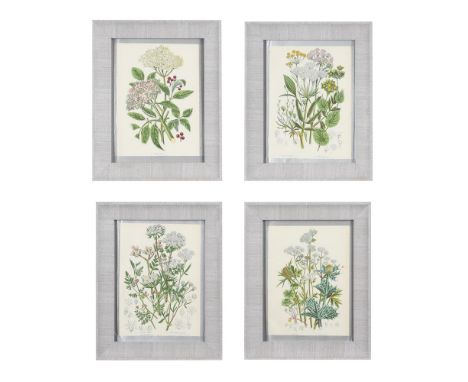 A SET OF EIGHT BOTANICAL PRINTS, From The Flowering Plants of Great Britain by Anne Pratt, London, 1899, to include depiction