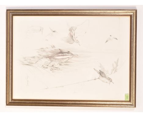 Terence Lambert (b.1951) - Pencil study / sketch &nbsp;- Reed Bed Study With Bittern dated 1984 , signed by the artist to the