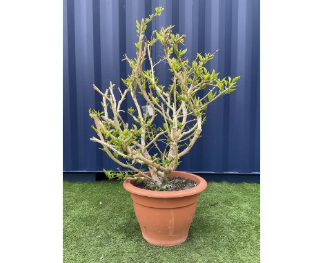 Shrub in planter 