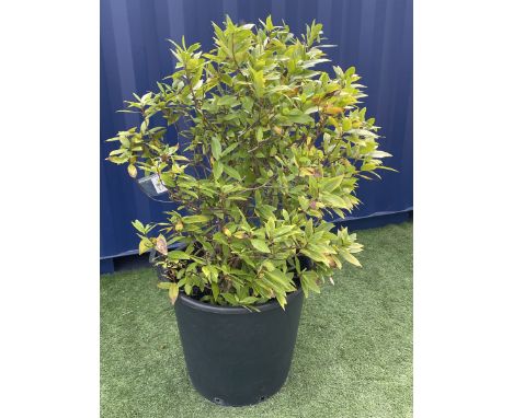 Bay laurel tree in planter
