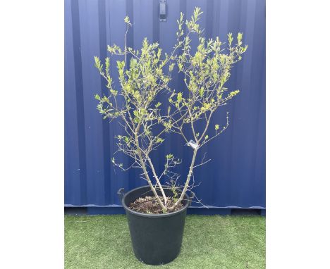 Olive tree in planter