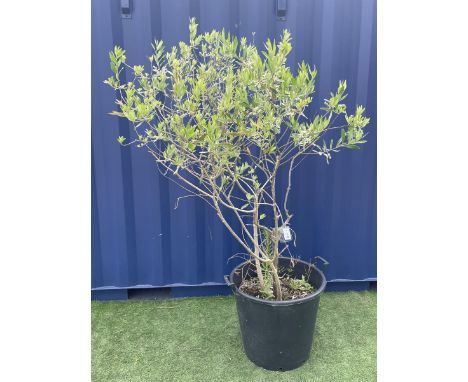 Olive tree in planter