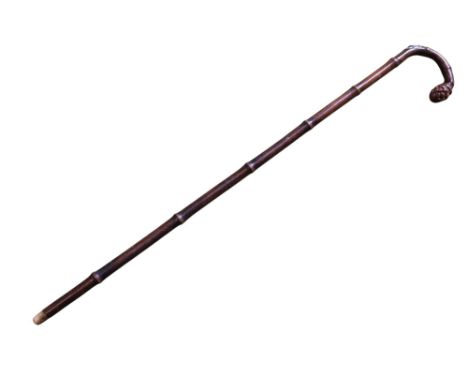 Edwardian horse measuring stick in the form of a crook handle bamboo walking cane with a silver mount. On the bamboo root han