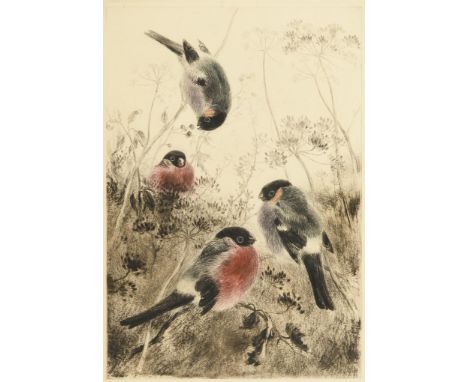                     MEYER-EBERHARDT,             Kurt (1895 Leipzig - 1977 München)    Zwei Gimpel-Männchen und zwei Gimpel-W