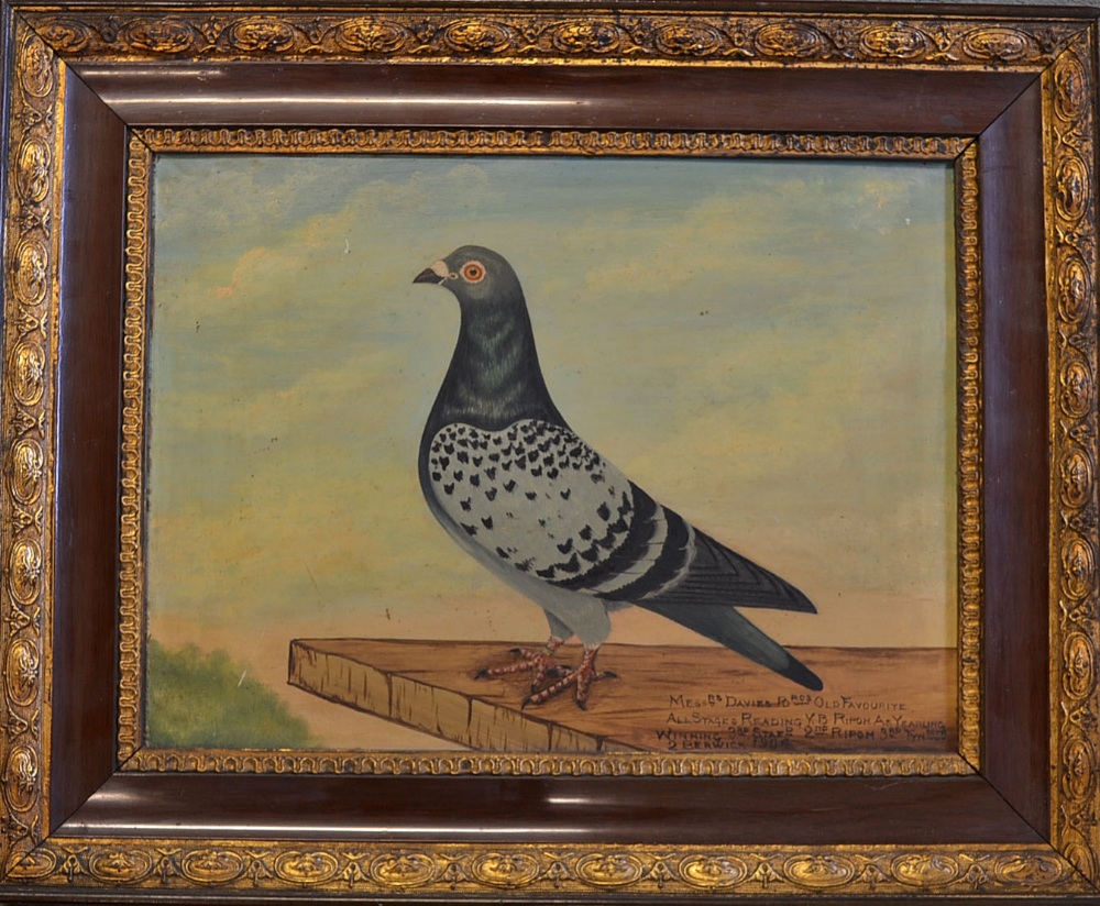 Early 1904 Racing Pigeon oil painting English School study of Racing