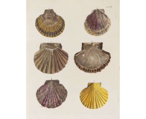 Conchology.- Costa (Emanuel Mendes da) Historia naturalis testaceorum Britanniae, or the British conchology, first edition, 1