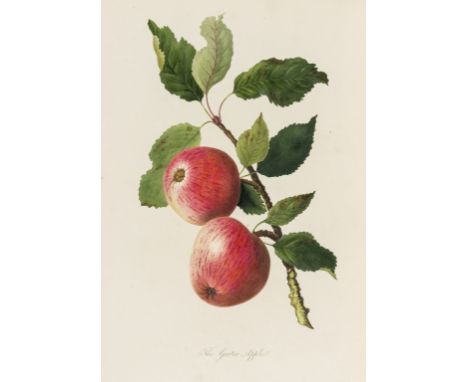 Fruit.- Knight (Thomas Andrew) Pomona Herefordiensis, first edition, 30 hand-coloured engraved plates by William Hooker after