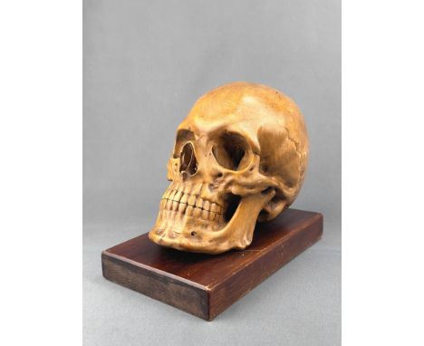 Unbekannte/r Künstler/in (20. Jahrhundert) Modell eines Schädels, Holz, rückseitig signiert "G.g. Stingl 1910", auf flachem H