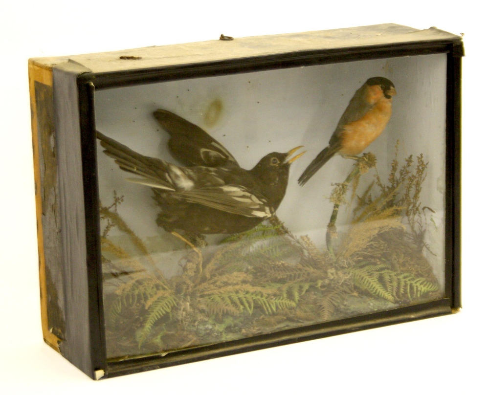 Taxidermy tips image