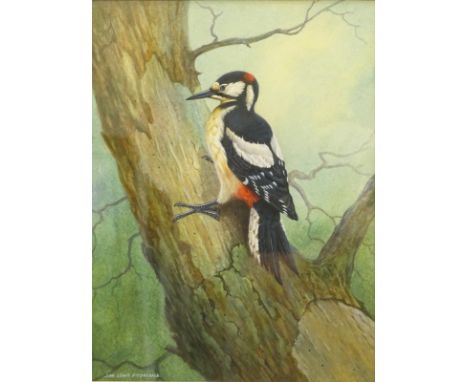 •John Lewis Fitzgerald (b.1945). Study of a Great Spotted Woodpecker on a tree trunk, watercolour with body colour, signed 32