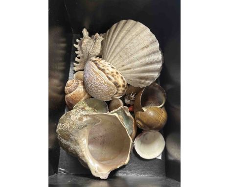 A quantity of shells including land snails, etc.