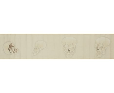   Anonym. 19. Jh.  Querrolle mit 17 anatomischen Zeichnungen des menschlichen Skeletts, u. a. vier Schädel, Brustkorb, Arm, B