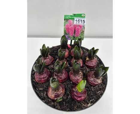 Large Hyacinth Patio Planter. Not available for in-house P&amp;P 
