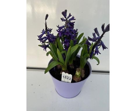 Hyacinth tin planter. Not available for in-house P&amp;P 