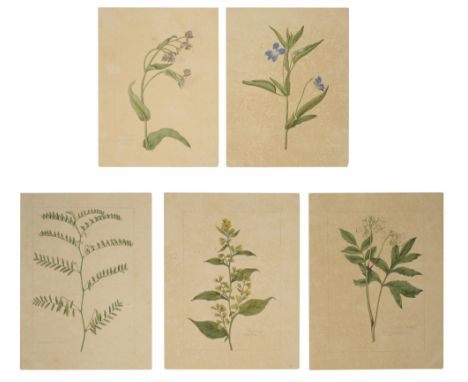 Five botanical studies from the collection of William Curtis (1746-1799),'Solidago Odorata' (Sweet Goldenrod), 'Anchusa Itali