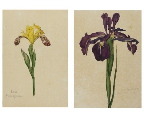 Two botanical studies of Iris from the collection of William Curtis (1746-1799),attributed to Sydenham Teaste Edwards (1768-1