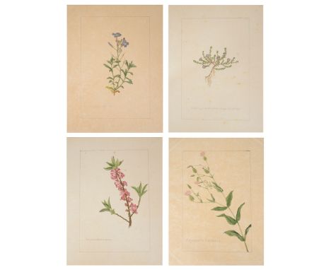 Four botanical studies of purple and pink flowers from the collection of William Curtis (1746-1799),'Saponaria Vaccaria', 'Sa