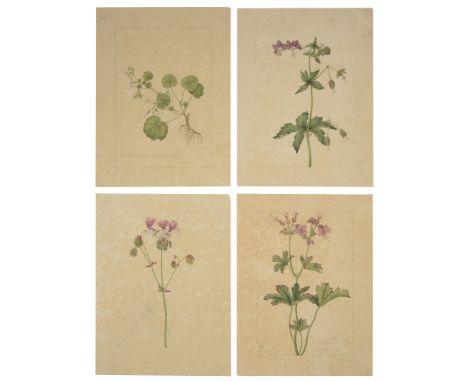 English School (18th century) Four botanical studies of Geranium type flowers from the collection of William Curtis (1746-179
