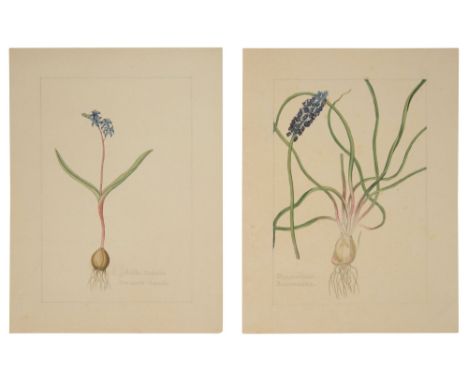 Two botanical studies of blue flowers from the collection of William Curtis (1746-1799),'Scilla Bifolia' (Two-Leaf Squill) an