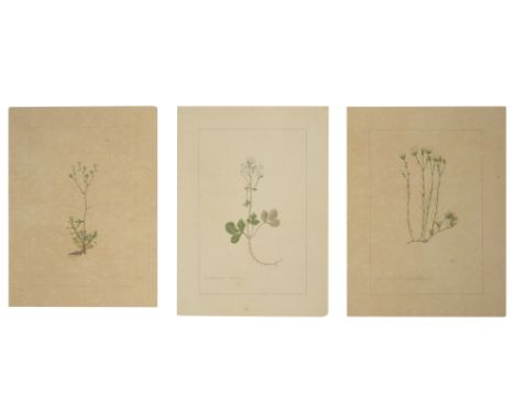 Three botanical studies of white flowers from the collection of William Curtis (1746-1799),'Saxifraga Viscosa', 'Cardamine Tr