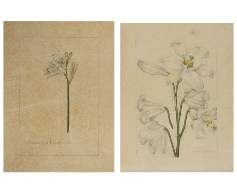 Two botanical studies of lilies from the collection of William Curtis (1746-1799), 'Lilium Candidum' (White Lily) and 'Anther