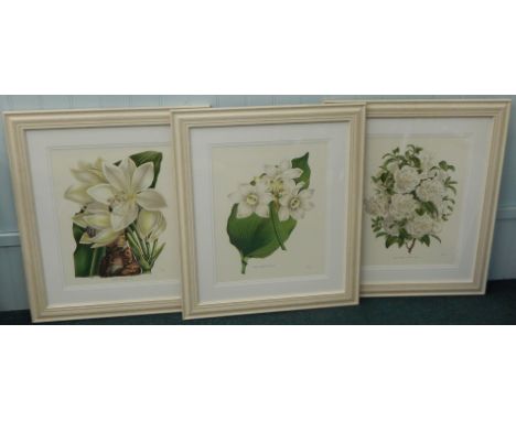 Three limited edition prints, each of white flowers, to include Azalea, Indica, each number 16500, in cream painted frames