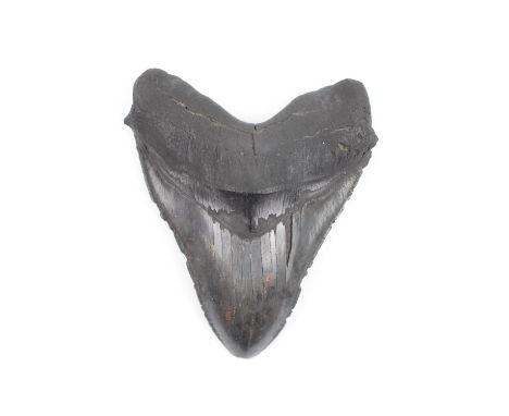 Early Pliocene Period, 5.3-2.8 million years BP. A fossil Carcharocles megalodon shark tooth with good enamel. 350 grams, 13c