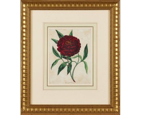 A pair of 19th century gilt framed botanical prints
One after Weddell &amp; published by S..Curtis, Walworth April 1826, the 